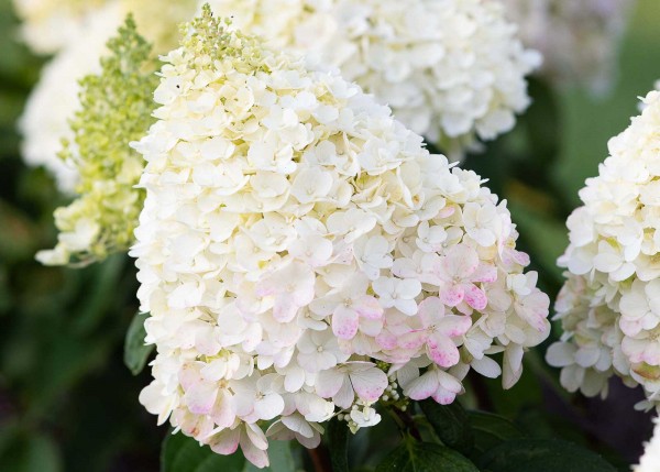 Hortensie 'Living Pinky Promise'