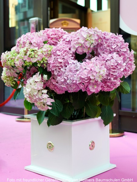 Hortensie Dolly Buster® Blüten