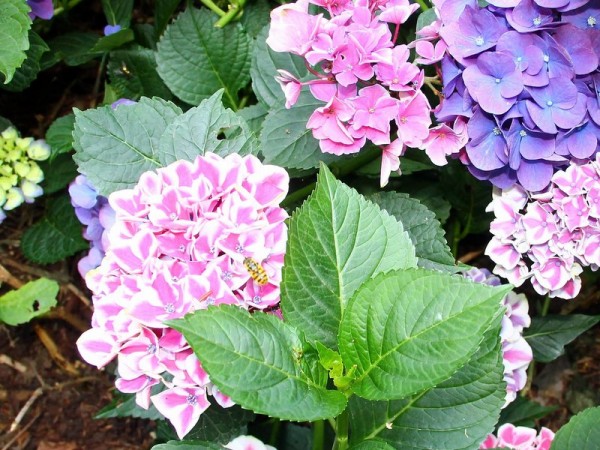 Hydrangea-macr-Saxon-Pillnitz