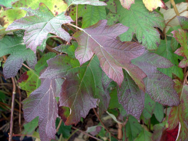 Hydrangea quercifolia