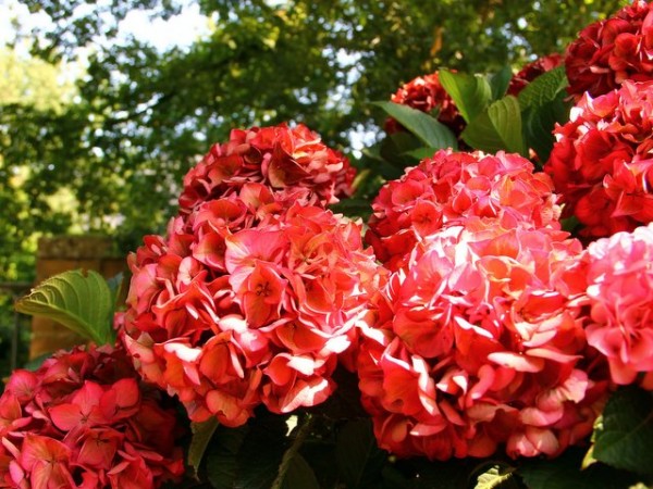 Hortensie Red Angel®