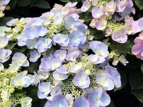 Hydrangea macrophylla Frisbee®