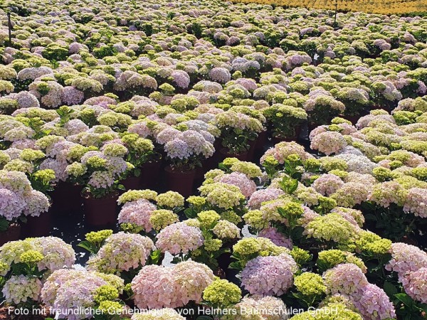 Hortensie Dolly Buster® Feld