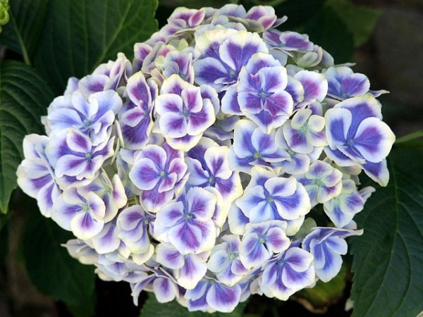 Hydrangea macrophylla Bavaria®