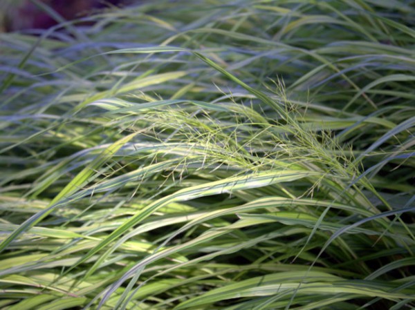 Hakonechloa macra Aureola