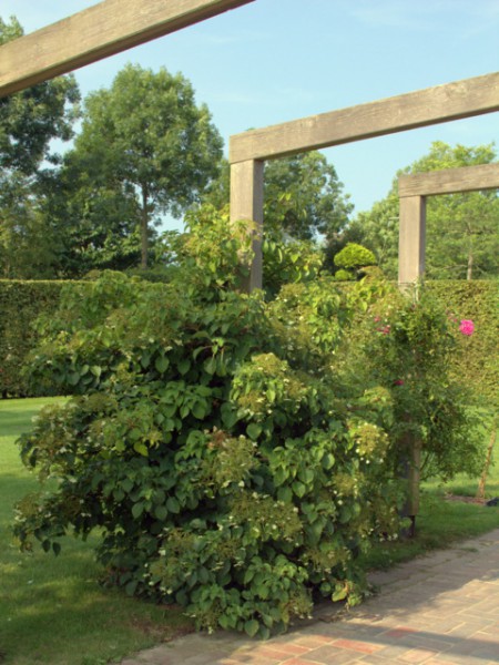 Hydrangea petiolaris2