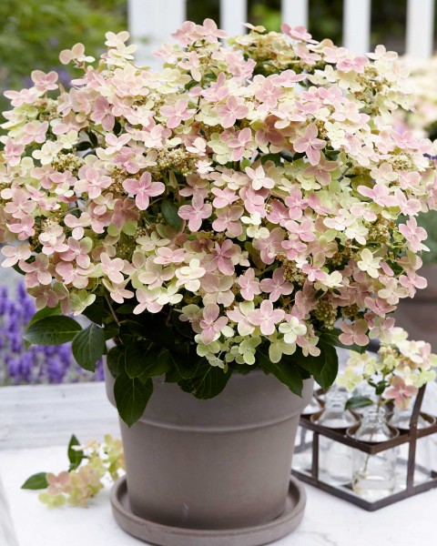Hydrangea pan. Polestar Topf