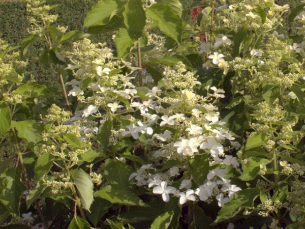 Hydrangea paniculata 'Levana'1