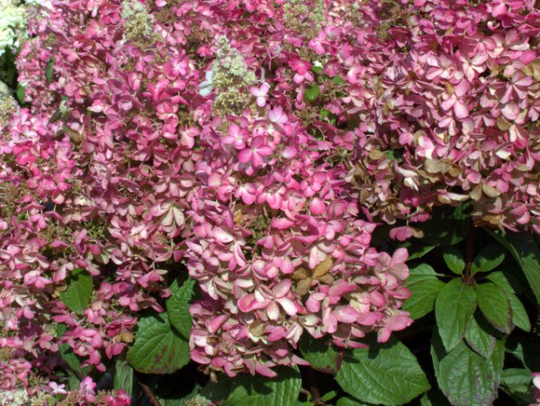 Hydrangea paniculata 'Candlelight'1