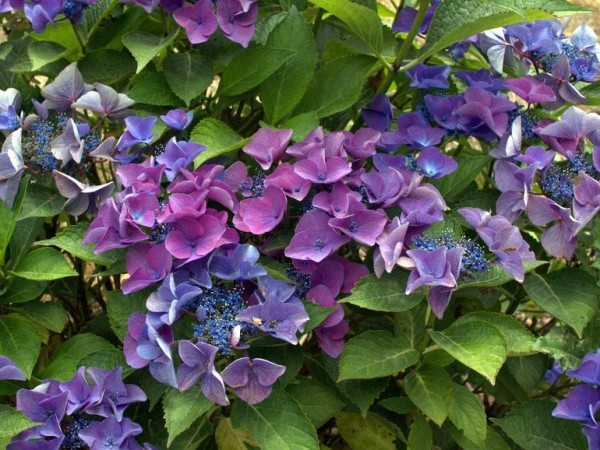 Hydrangea macrophylla 'Papagei'