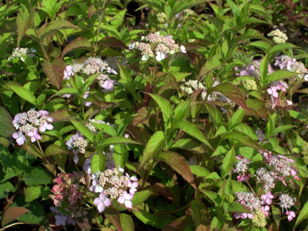 Hydrangea serrata 'Diadem'1