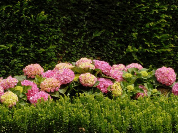 Forever & Ever®, rosa2