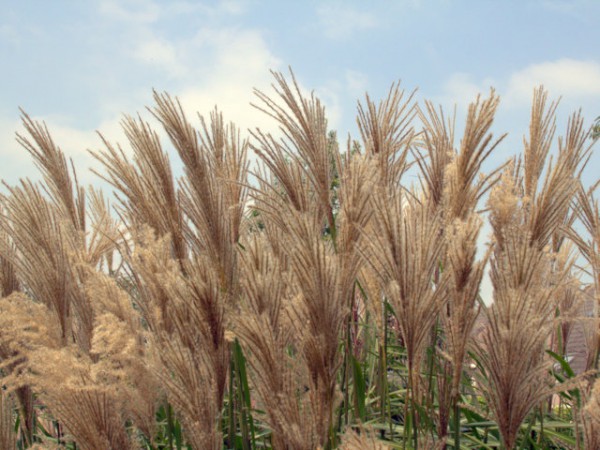 Miscanthus sinensis 'Malepartus'