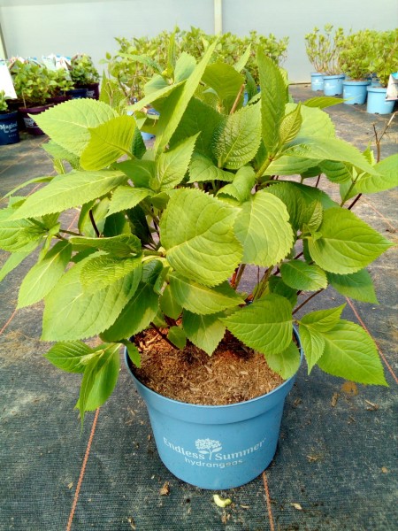 Endless Summer-Hortensie Ende März