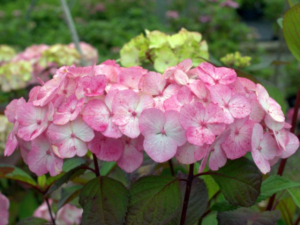Hydrangea serrata 'Preziosa'2