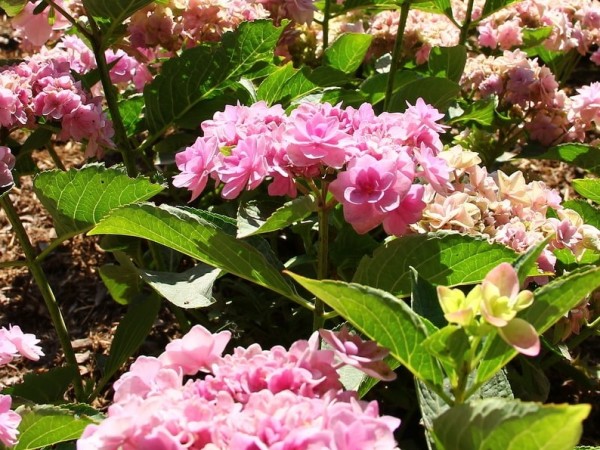 Hydrangea-macr-Passion