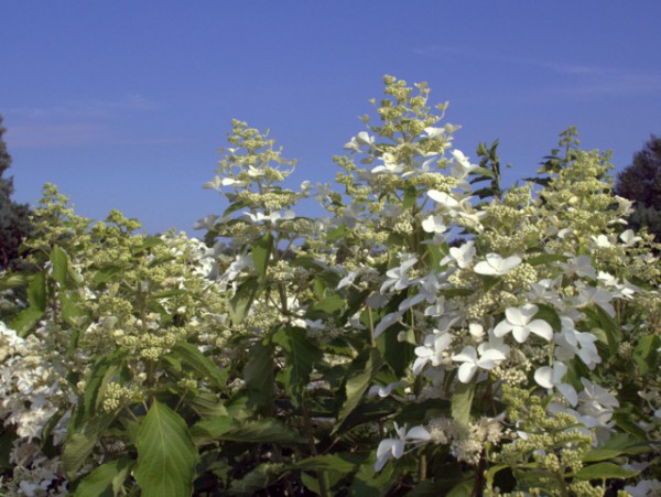 Hydrangea paniculata 'Levana'