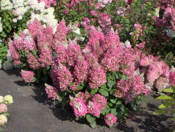 Hydrangea paniculata 'Candlelight'