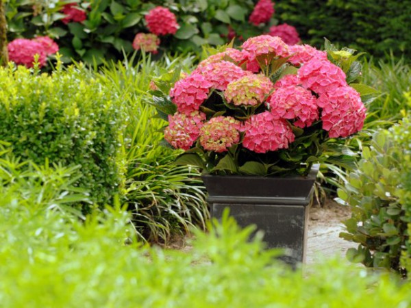 Forever & Ever®, rot3