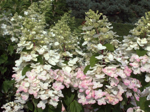 Hydrangea paniculata 'Magical Fire'1